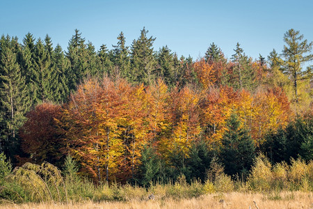 秋天森林景观图片