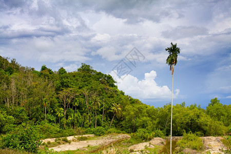 KohLantaNoi绿地泰国克拉比照片丰富多彩的棕榈图片