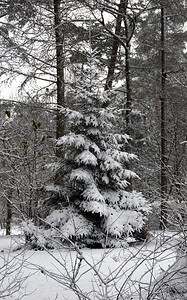 冬天的森林美景图片