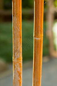 热带一串蜘蛛网的竹子栅栏传统材料图片