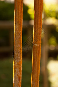 花园带一串蜘蛛网的竹子栅栏木制园艺图片