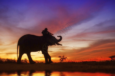 风景大象站在稻田里与麻胡木和大象站在一起粗糙的日落图片