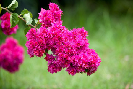 本地异国花朵非常彩色美丽颜马河德洛尼克斯图片