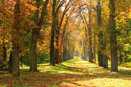 秋天公园两旁的树木图片