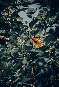 公园美丽的巴比特鸟在树叶中偷看守望周围的风景热带野生动物图片