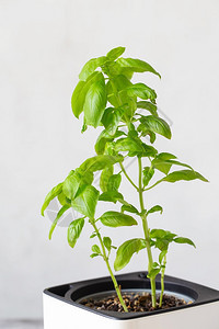 草药混合绿色新鲜芳香药草在家里种植的香味调料中在室内种植的锅里香味料迷迭花盆图片