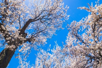 巴基斯坦北部地区Hunza山谷美丽的风景和阿普里科特花户外喜马拉雅雪图片