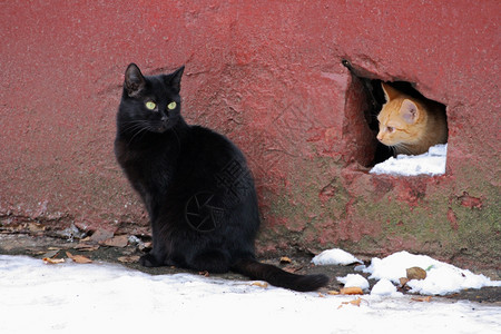 肉食动物群两只流浪猫金洁从老房子地下室偷窥洞里坐在一只大黑猫旁边的一头图片