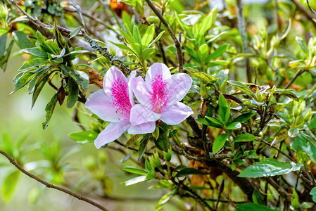 新鲜的GeorgeTaberAzalea美丽的白花在泰国北部山区的GeorgeAzalea树上带粉红色条纹自然风景优美图片