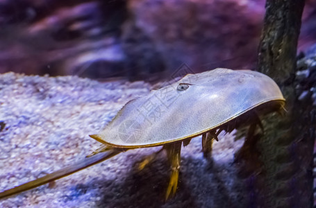 或日本马蹄蟹的海洋生命肖像亚希的水蝎子马蹄铁水族馆图片