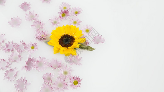 纯度花朵漂浮水体的黄细粉色鲜花日本人图片