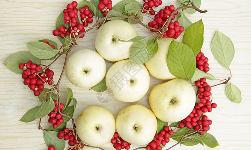 红五味子和白苹果静物与成熟的五味子和白苹果簇收获与成熟的水果和苹红五味子植物韩国五味子静物与成熟的五味子和苹果藤蔓花园图片