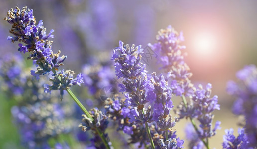 香蓝色的丰富多彩薰衣草灌木在日落时的特写在薰衣草的紫色花朵上闪烁薰衣草灌木在日落时的特写图片