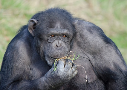 孤独的黑猩在阳光下吃草独自的猴甜图片