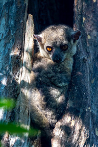 较小的脸天一只狐猴躲在树洞里看着小狐猴躲在树洞里看着背景图片