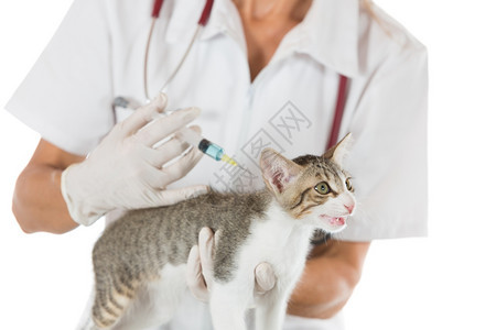 给猫咪注射疫苗的兽医图片
