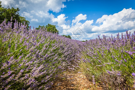 风景云阳光法国普罗旺斯夏季熏衣草田有选择地以重点为焦图片