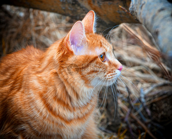 狩猎短尾美丽的红猫巴在森林中接近美丽的红猫尾巴猎树可爱的图片