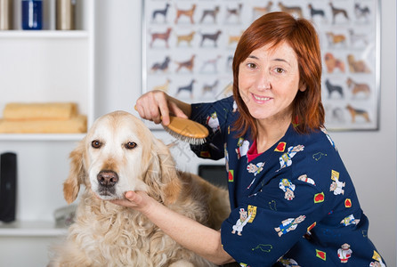 在美容诊所的警犬理发师配有金钻女士玩修剪器图片