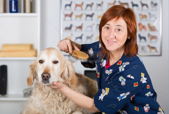 在美容诊所的警犬理发师配有金钻女士玩修剪器图片