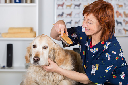 在美容诊所的警犬理发师配有金钻眼睛梳子俏皮图片