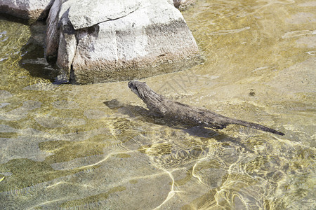 河猎人在动物园的池塘里捕食野生动物驯服湿的图片