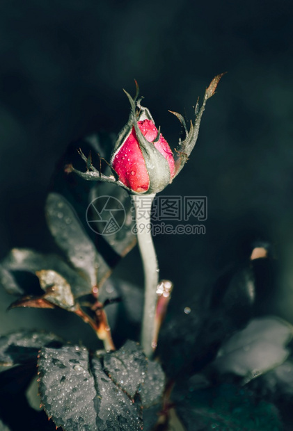 在黑暗中的玫瑰芽关闭了垂直照片自然花园红色的图片