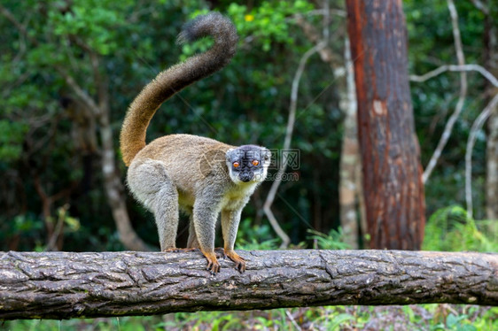 一些棕狐猴在草地和树干中玩耍正在等待来访者布朗狐猴在草地和树干中玩耍并在等待来访者脸马尔加什雨林图片