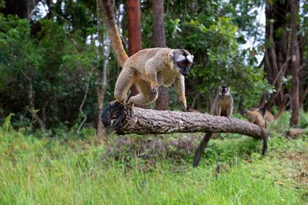 欧勒穆尔常见的肖像一些棕狐猴在草地和树干中玩耍正在等待来访者布朗狐猴在草地和树干中玩耍并在等待来访者图片
