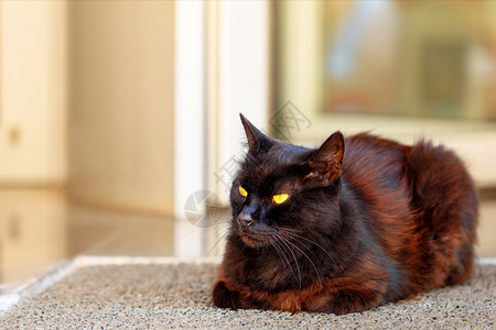 一只巧克力毛色的棕猫在房子门廊上休息张开耳朵明亮的黄色眼睛中瞳孔缩小学生们脸它的图片