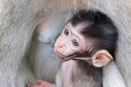 妈生物印度尼西亚巴厘岛动物为人父母的理念校对PortnoyIdhing印度尼西亚巴厘岛自然图片