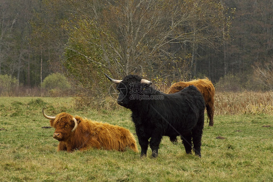 秋天牧草上棕色和黑的高地牛野生动物放牧农场图片