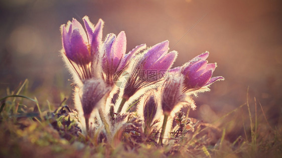 春花美丽的鲜和阳光有着天然色彩的本背景普尔萨奇拉巨人花的荒野海葵图片