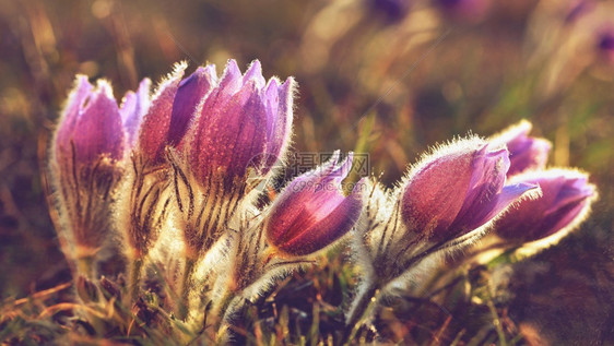 紫色的春花美丽鲜和阳光有着天然色彩的本背景普尔萨奇拉巨人野花细节图片