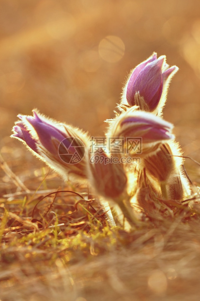 春花美丽的鲜和阳光有着天然色彩的本背景普尔萨奇拉巨人白头翁帕斯克紫色的图片