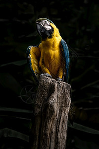 丛林热带尾巴在泰国清迈动物园与黑背景草鸟在树枝上隔离的Scarletmacaw美人猿图片