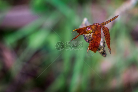 蜻蜓昆虫图片