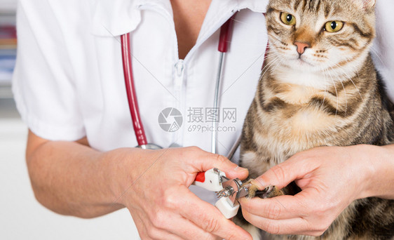 宠物诊所修剪猫咪指甲图片