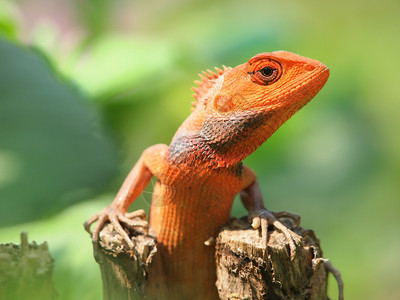 丰富多彩的男荒野在自然栖息地特贴照片中坐在树上的橙色蜥蜴图片