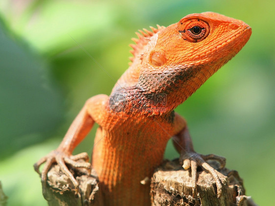 脊椎动物环境在自然栖息地特贴照片中坐在树上的橙色蜥蜴图片