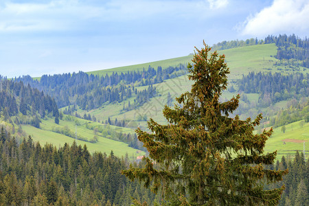 远足谷缆车在喀尔巴阡山脉的顶端森林中长着高大的松树青锥雀在顶部松树的端充斥着年轻的喀尔巴阡山脉风景狡猾的森林图片