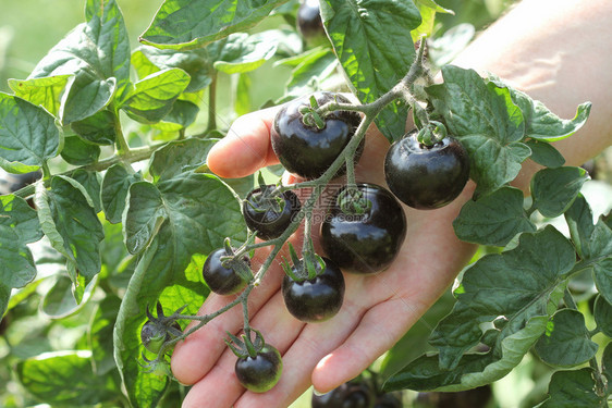 食物美花园里的树枝上黑番茄靛蓝玫瑰花园里的树枝上黑番茄靛蓝玫瑰农业图片