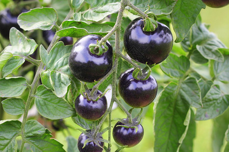 花园里的树枝上黑番茄靛蓝玫瑰新鲜美食手图片