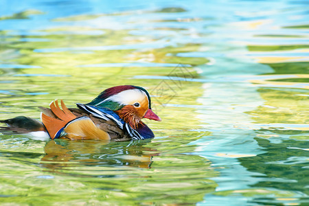 动物群丰富多彩的男野鸭被引进为宠物在清水表面漂浮的色彩多喜悦的马达林鸭子MaleMandarinduck或AixGalericu图片