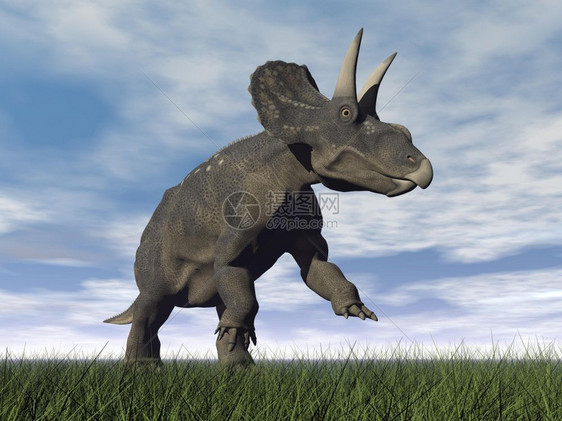脊椎动物怪跑在绿草上运行的恐龙嘴张开阴云多的一天Diceratops恐龙3D化身图片
