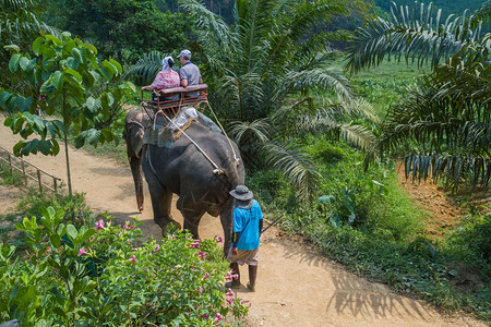 骑大象营蒋清迈泰国曼谷市人乘大象的丛林骑马回到20136年背景