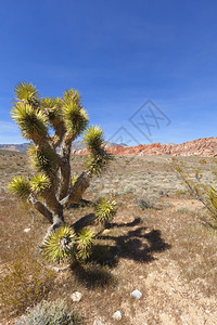 观察莫哈韦沙漠干燥地貌和红岩层平坦的西南加利福尼亚图片
