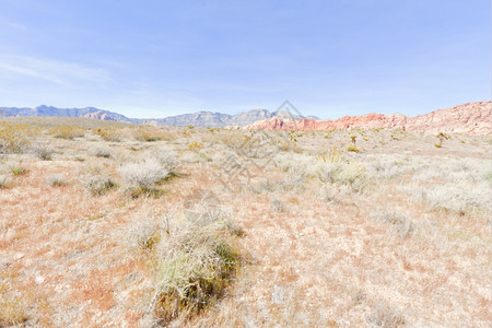 植物群观察莫哈韦沙漠干燥地貌和红岩层仙人掌形成图片
