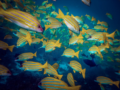 黄色鱼背景菲律宾热带生活背景图片