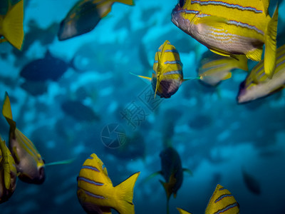 岬黄色鱼背景自然丰富多彩的图片
